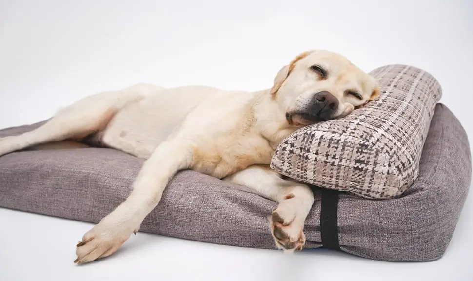 A happy dog sleeping on a comfortable, stylish pet bed.